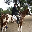 Peppercorn Ranch - Equine Expert Witness